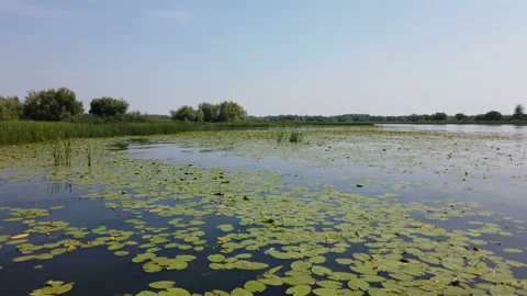 Lilies on the water. 스톡 동영상 158179820