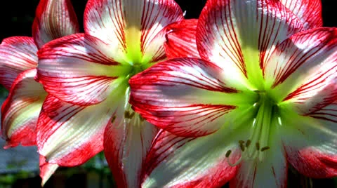 Lilies.mov Video stock 25102364
