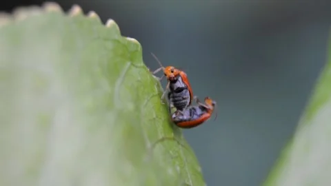 Lilioceris mating in green leaf Stock Footage 132152686