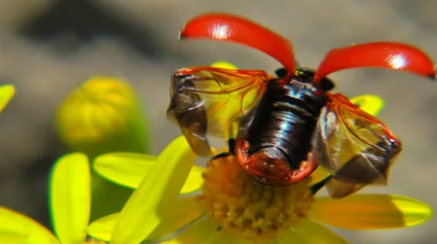 Lilioceris merdigera Видео 37688838