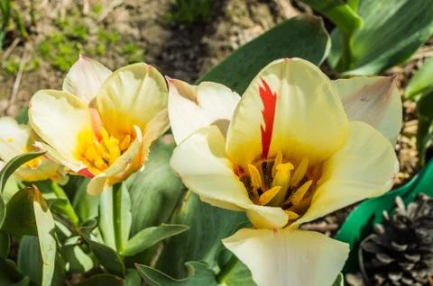  Lilioideae Stock Photos