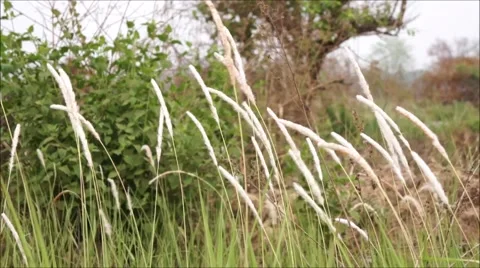 Liliopsida, Poaceae Stock Footage 48383832