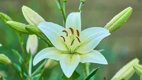 Lilium auratum is one of the true lilies. It is native to Japan and is someti Stock Footage 157822011