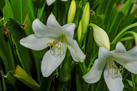Lilium flower Stock Photos