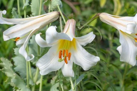 Lilium flowers Stock Photos