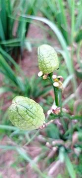 Lilium fruit Stock Photos