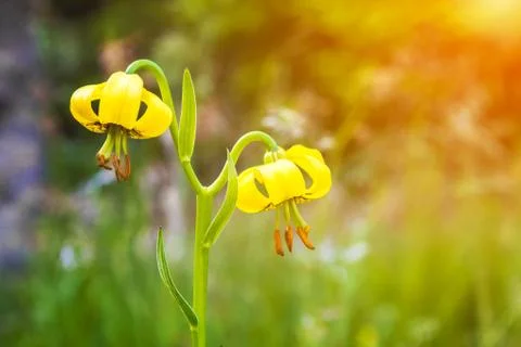 Lilium jankae Stock Photos