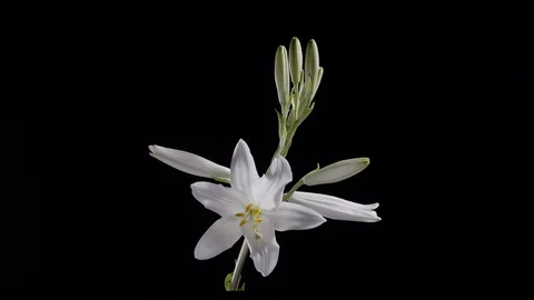 Lilium longiflorum Stock Footage 129110439