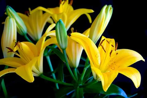 Lilium Stock Photos