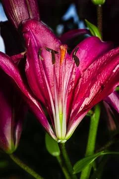 Lilium Stock Photos