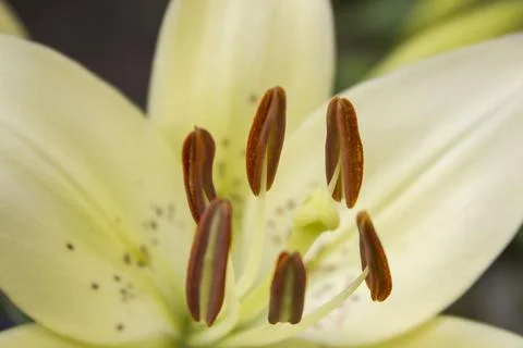 Lilium  Stock Photos
