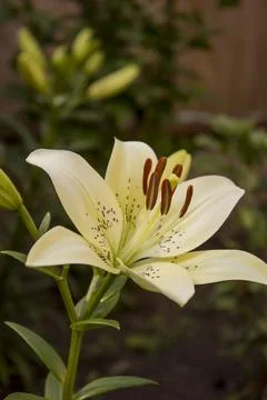 Lilium Stock Photos