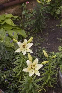Lilium  Stock Photos