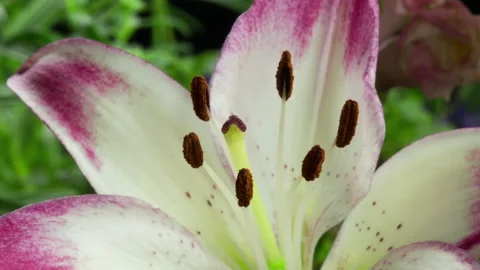 Lilium sp. | Flower Stems | Timelapse Stock Footage 201195789