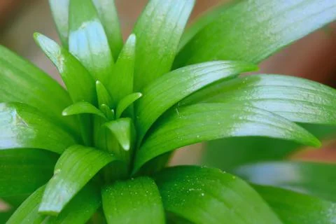 Lilium sprout close up Stock Photos