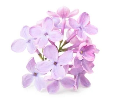 Lillac flower Stock Photos