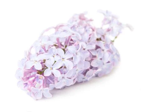 Lillac flower Stock Photos