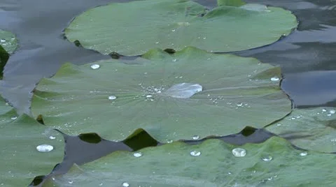 Lillies with droplets on them Stock Footage 10899483