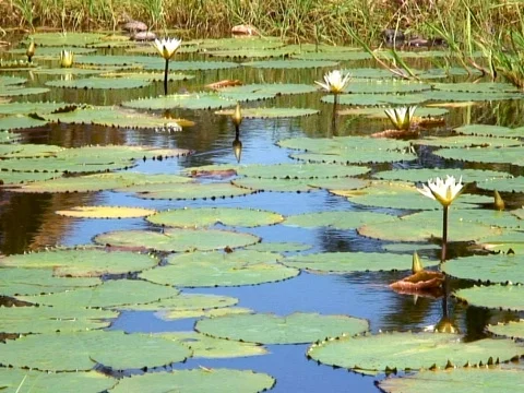 Lillies Stock Footage 490130