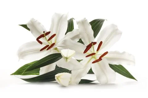 Lillies Stock Photos