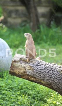 Lillte Prairie dog on a tree Stock Photos