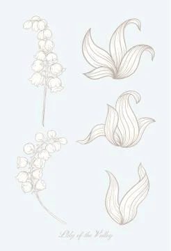 Lilly base 2 zz Illustrazione stock