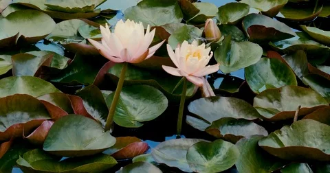 Lilly with a dragon Fly Video stock 79778223