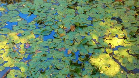 Lilly Field Stock Photos