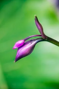 Lilly flower bud detail Stock Photos