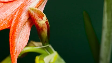 Lilly Flower Bulb Closeup With Pollen On It Stock-Footage 86552826