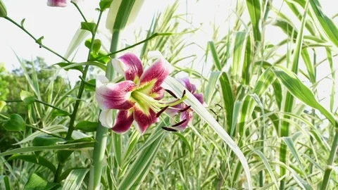 Lilly Flower in a Garden Medium Slider Shot 動画素材 78283825