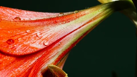 Lilly Flower Macro Fresh Rain Pouring Down On Petals Stock Footage 86552864