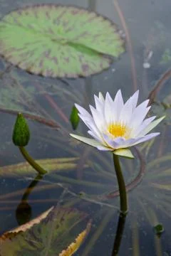 Lilly flower 스톡 사진