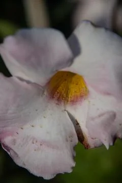 Lilly flower Stock Photos