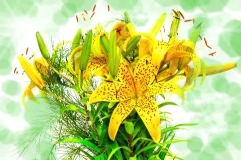 Lilly flowers Stock Photos