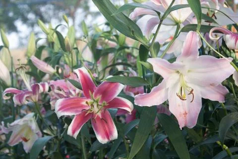 Lilly in the garden Stock Photos