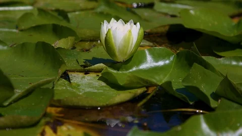 Lilly Pad Flower Close Up in the Sun Stock-Footage 128662164