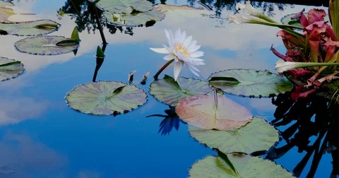 Lilly pad Stock Footage 79619136