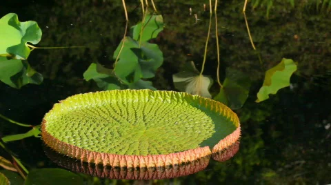 Lilly pad in garden pond Stock Footage