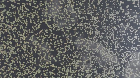 Lilly pad lake Video stock 101993696