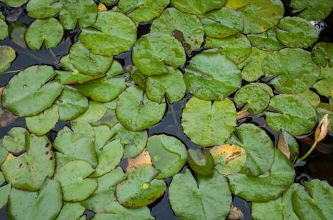Lilly pad Stock Photos