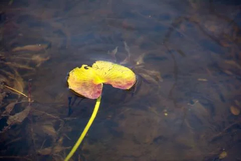 Lilly pad Stock Photos