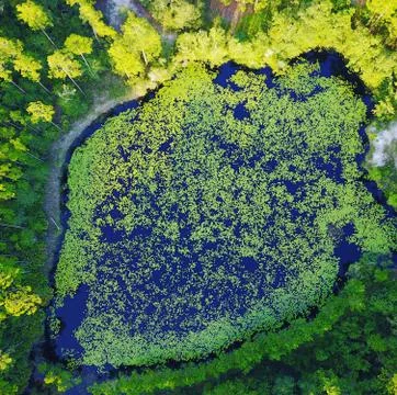 Lilly Pad Stock Photos