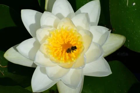 Lilly pad 库存照片