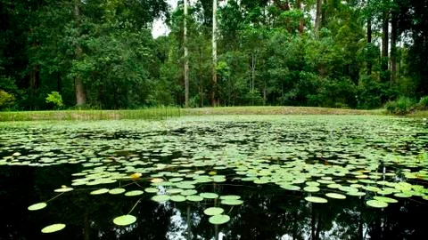Lilly pad pond Stock Photos