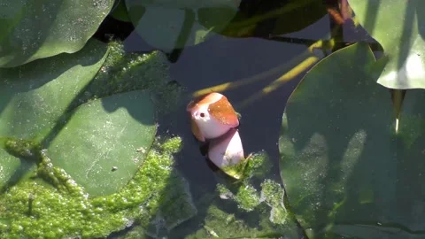 Lilly Pad Rose Opening Time Lapse Stock Footage 137886377