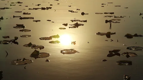 Lilly Pad sun reflection Stock Footage 49398157