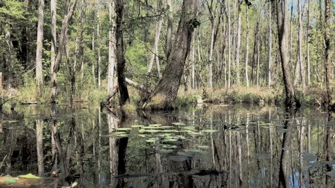 Lilly pad swamp Pointsett State Park South Carolina. Stock Footage 89733198