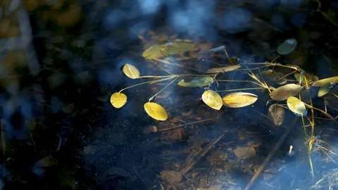 Lilly pads floating on the water Video stock 94116688