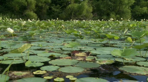 Lilly pads Stock Footage 456459